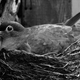 Image for article titled Shooting Challenge: BlackWhite12